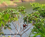 Spider Monkey, Baby & Lagoon Birdsy
